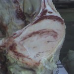 Muscular steatosis in ribeye, major