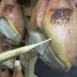 Horse-bone aroma tester