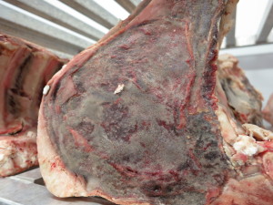 Sirloin dry-aging for 28 days