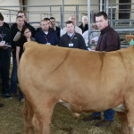 Jason Cleere evaluating steer