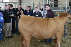 Jason Cleere evaluating steer