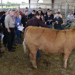 Participants evaluating steer