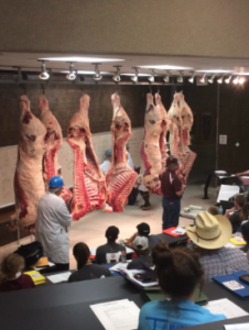 Grading demonstration on cattle that were live graded the day before