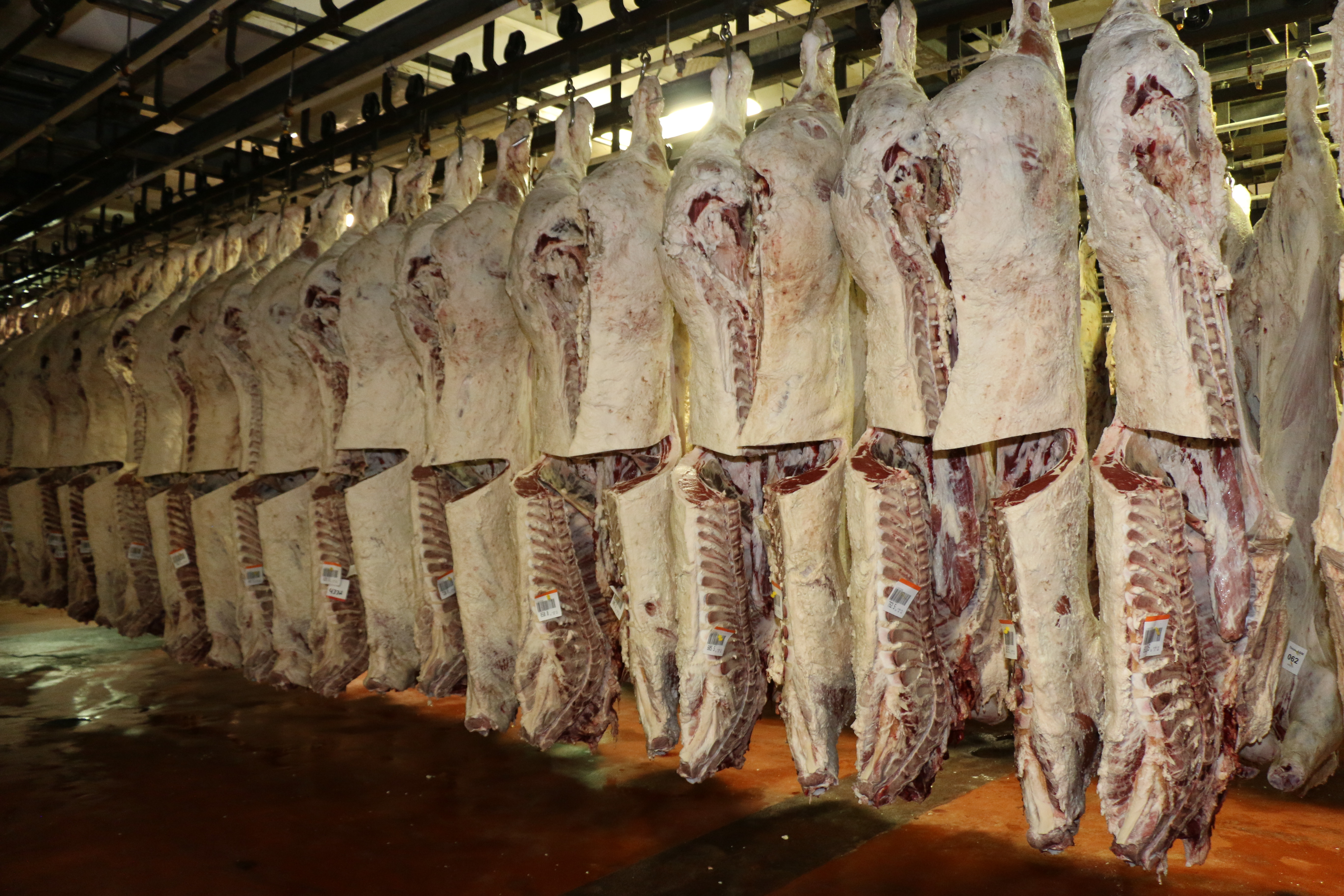 History of USDA meat grading documents uncovered
